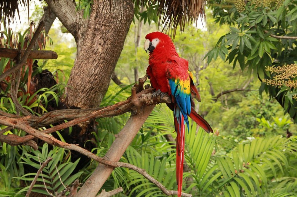Colombia wildflife