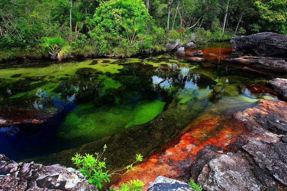 Cano Cristales river in Colombia